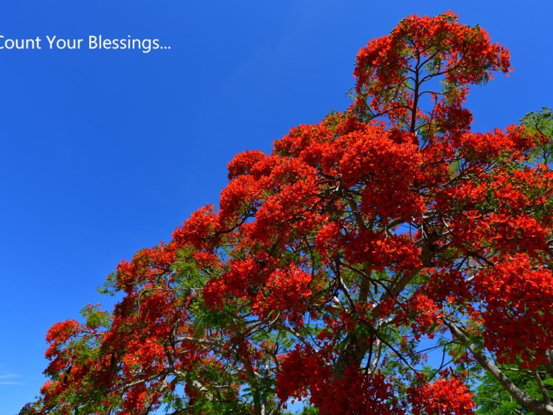 A Journey of&nbsp;Gratitude